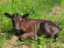 RL Black Market x TR Rose Gold Bull Calf