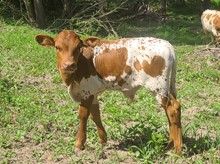 TR Make It Rain x LRBHE April Reign Bull Calf