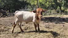 NV Hangin Iron x TR Autum Sunrise