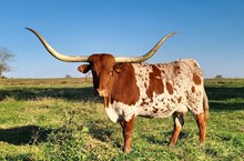 RIVERFORKS LIL EMPRESS