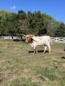 TR Shower In Pennies