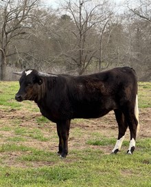 TS Ebony