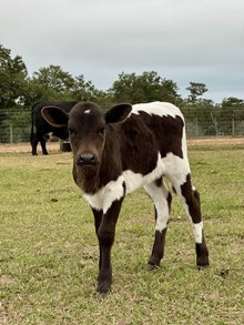 TS Midnight Magnolia