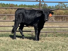 Two Dozen Black Roses