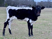 TS Midnight Magnolia