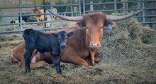 RL BLACK MARKET x TR Obsessed With Red Heifer Calf