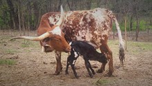 RL Black Market x TR Queen's Gun Heifer